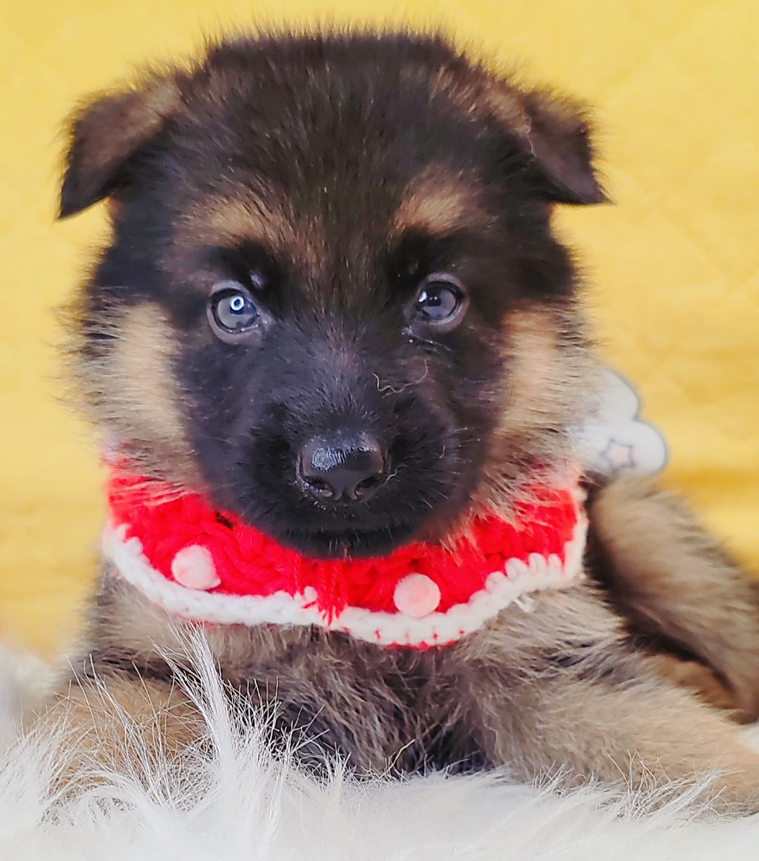 German Shepherd 德国牧羊犬