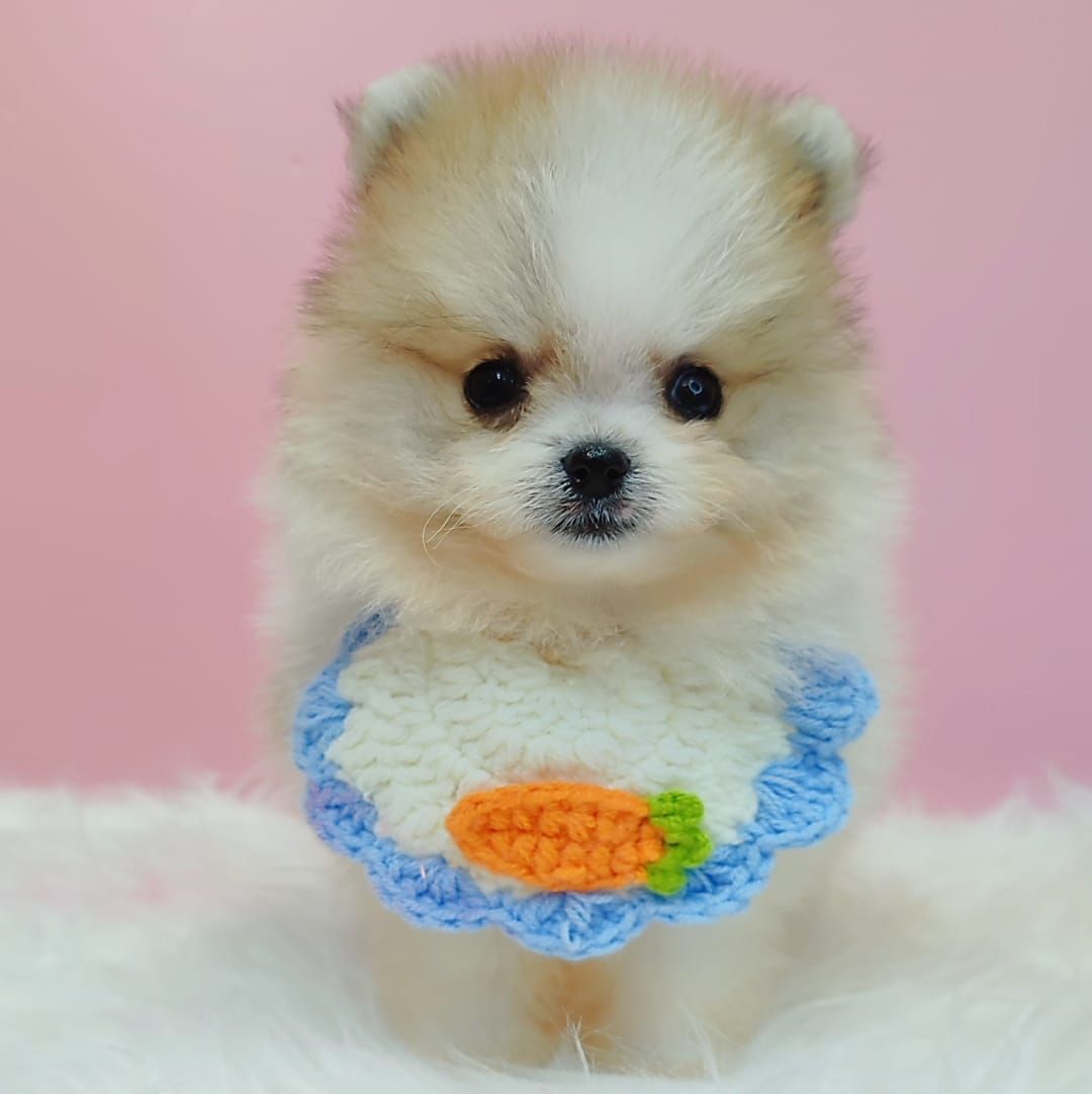 Pomeranian 博美