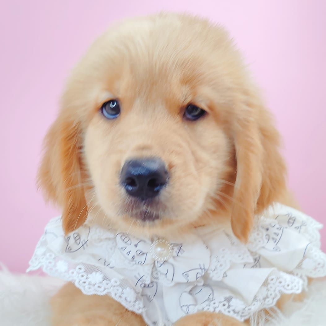 Golden Retriever 黄金猎犬