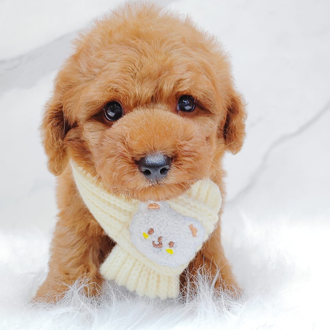 Poodle 娉拌开璐靛
