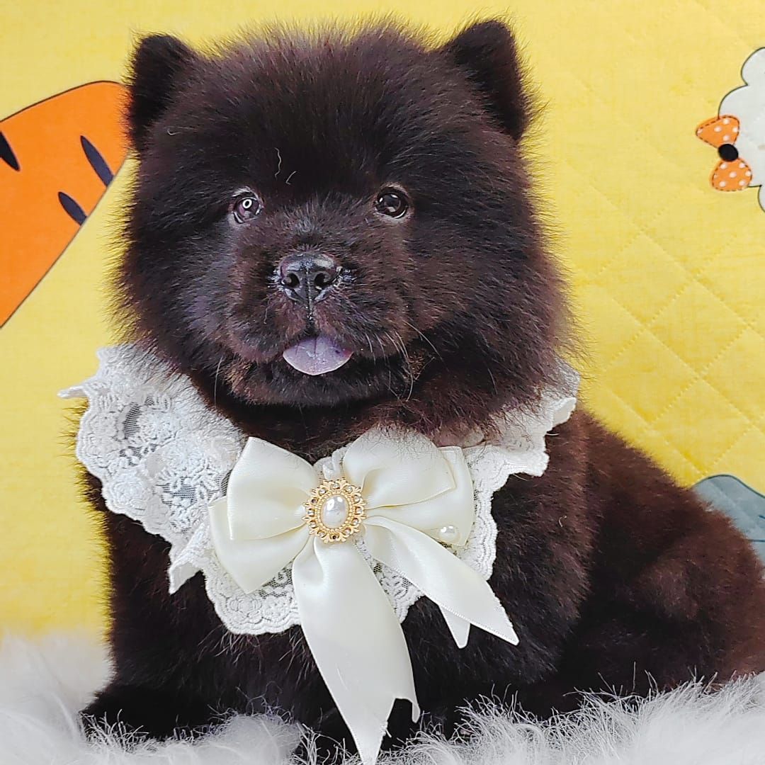Chow Chow 松狮犬