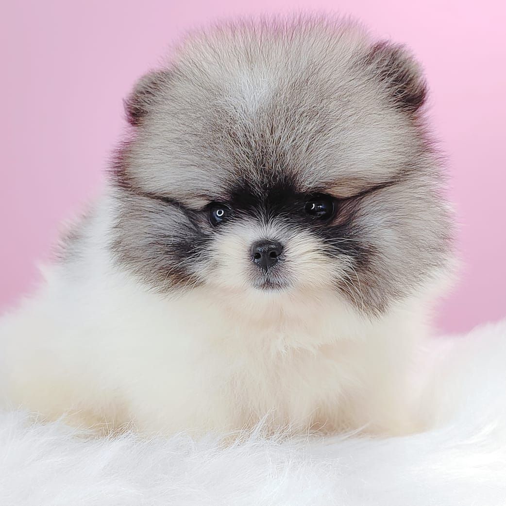 Pomeranian 博美