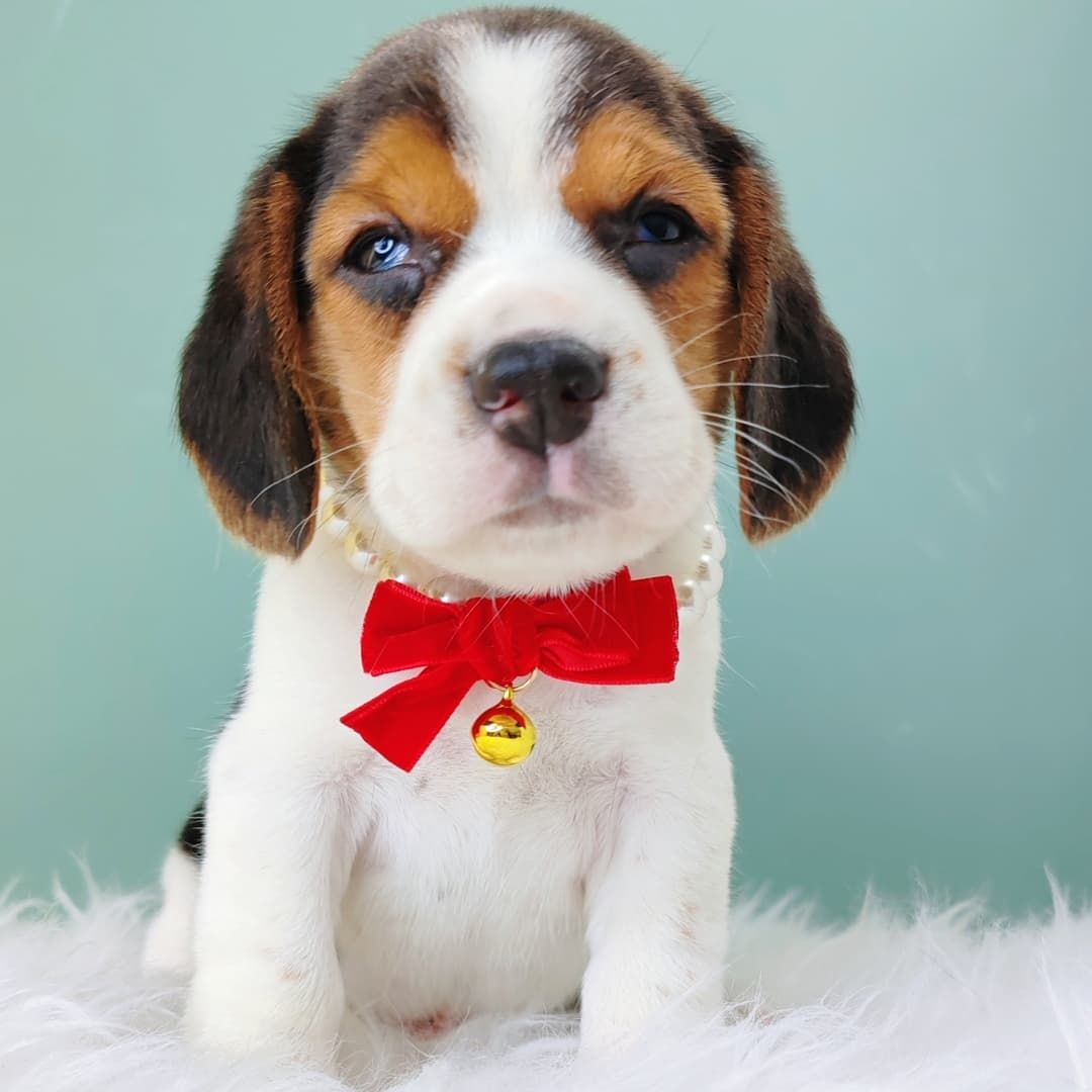 Beagle 米格鲁