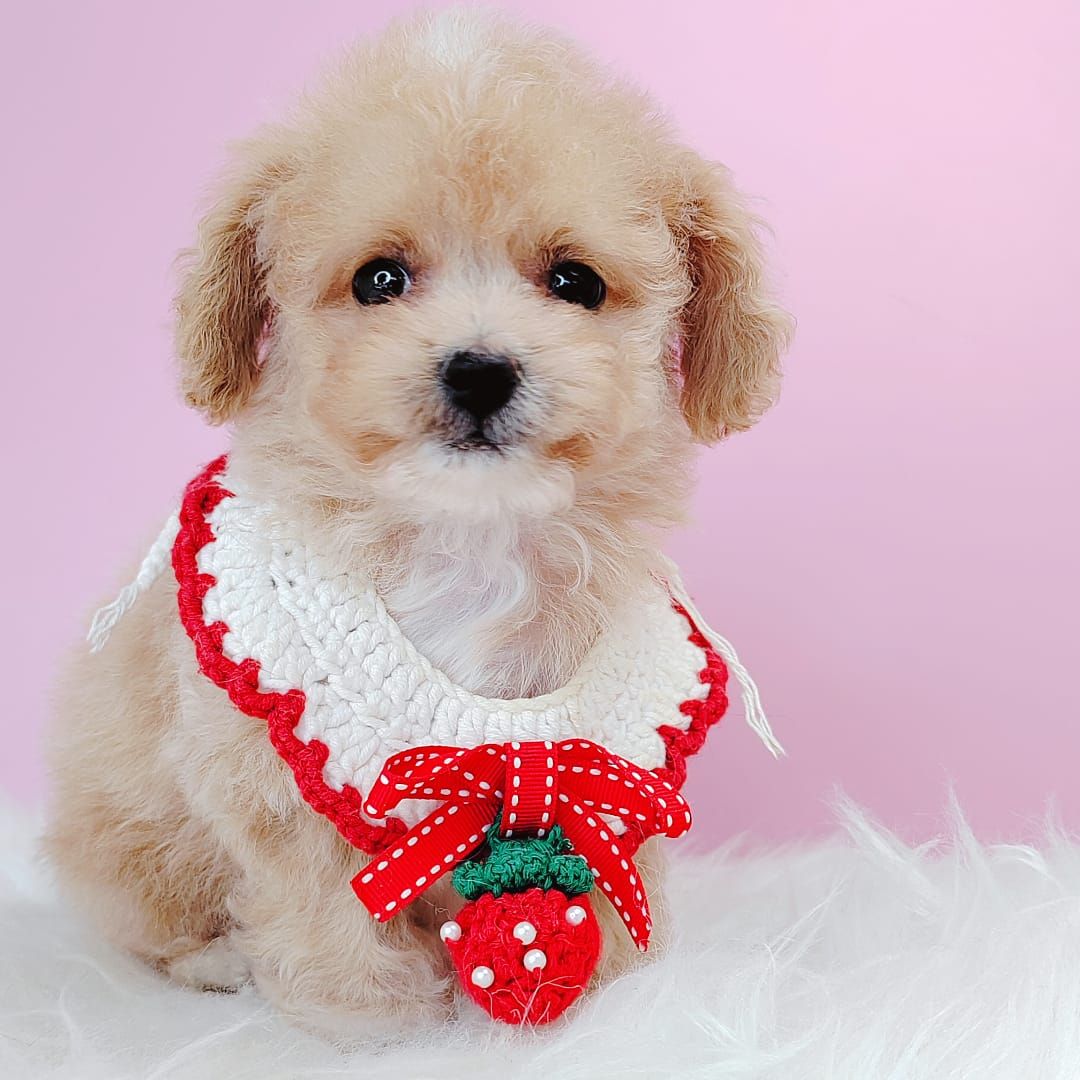 Maltipoo 马尔泰迪