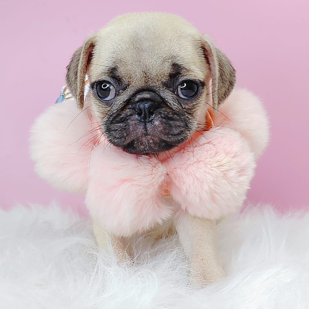 Pug 巴哥