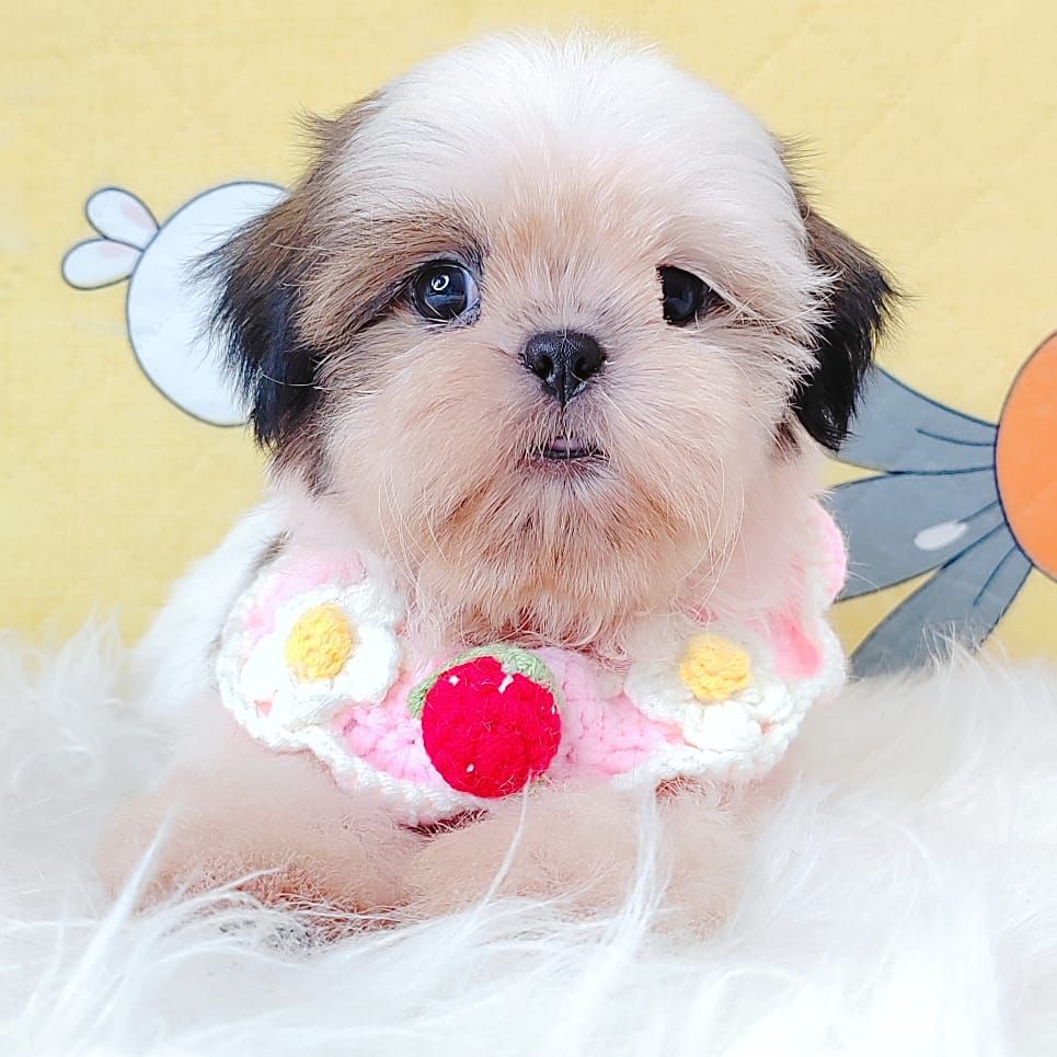 Shih Tzu 西施