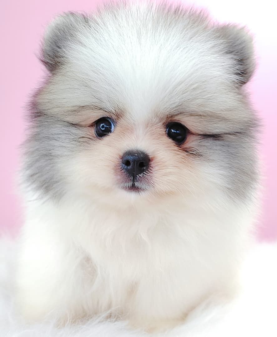 Pomeranian 博美