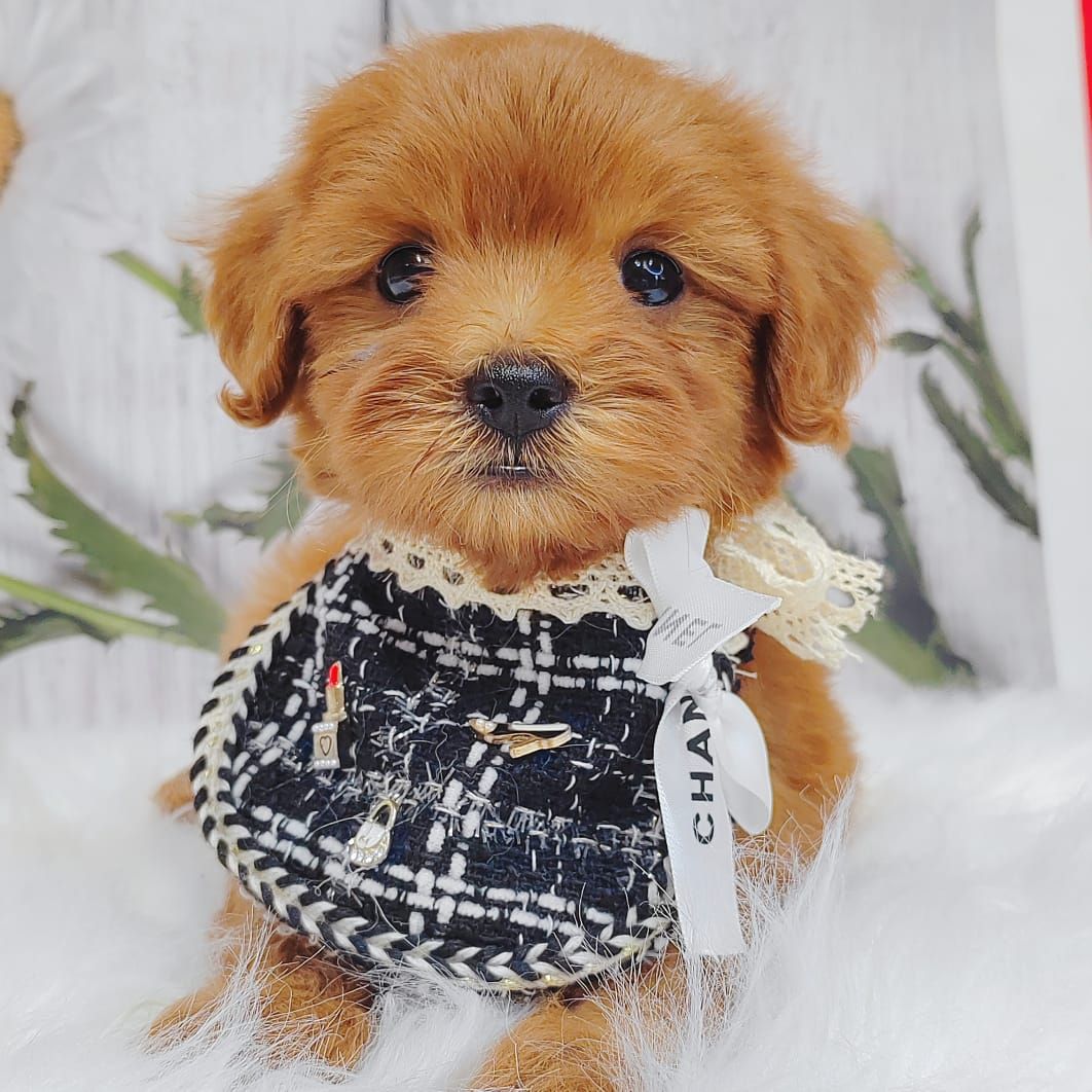 Maltipoo 马尔泰迪