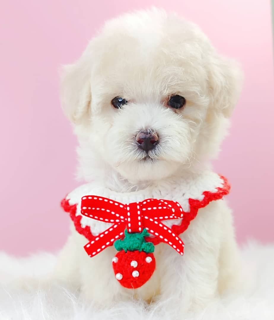 Maltipoo 马尔泰迪