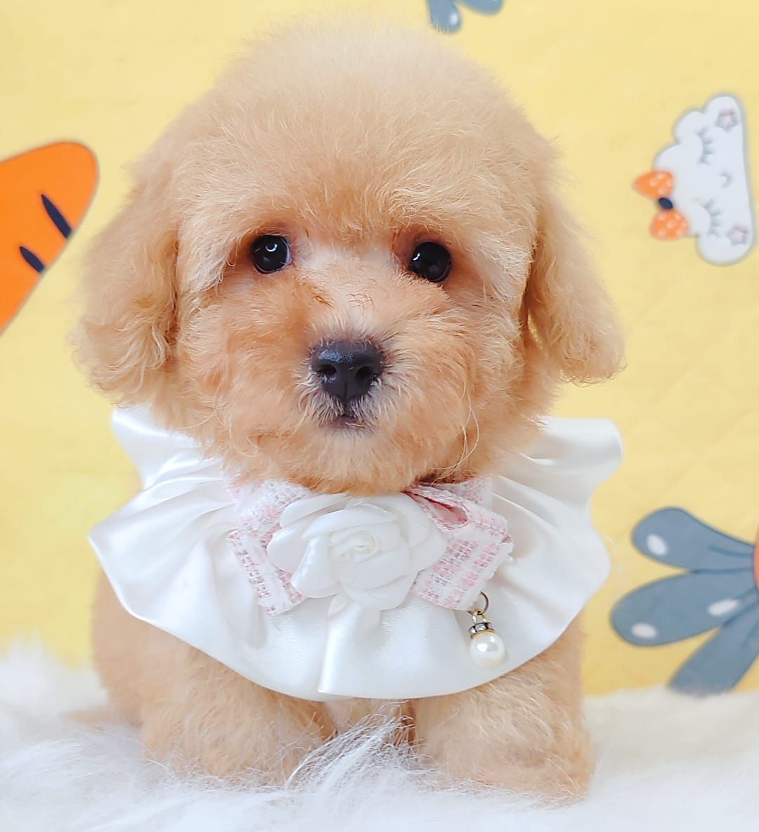 Poodle 娉拌开璐靛