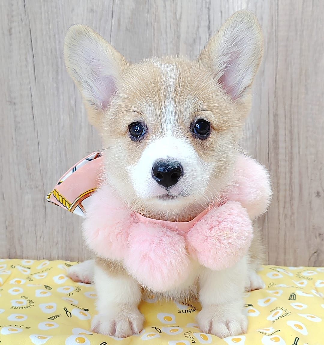 Welsh Corgi 柯基