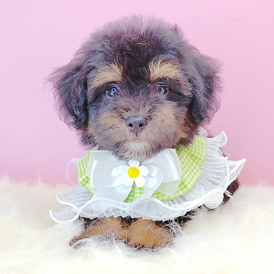 Poodle 娉拌开璐靛