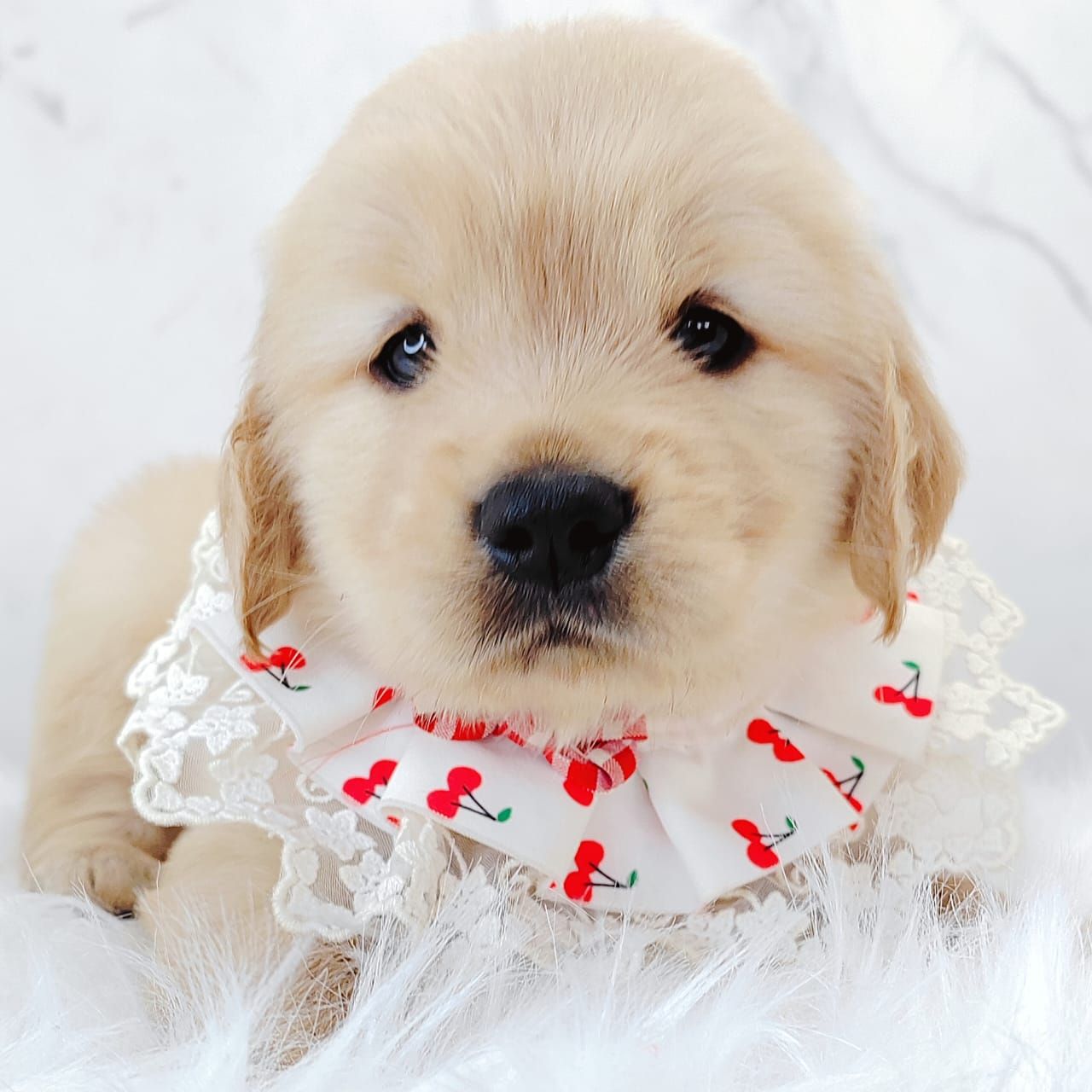 Golden Retriever 黄金猎犬