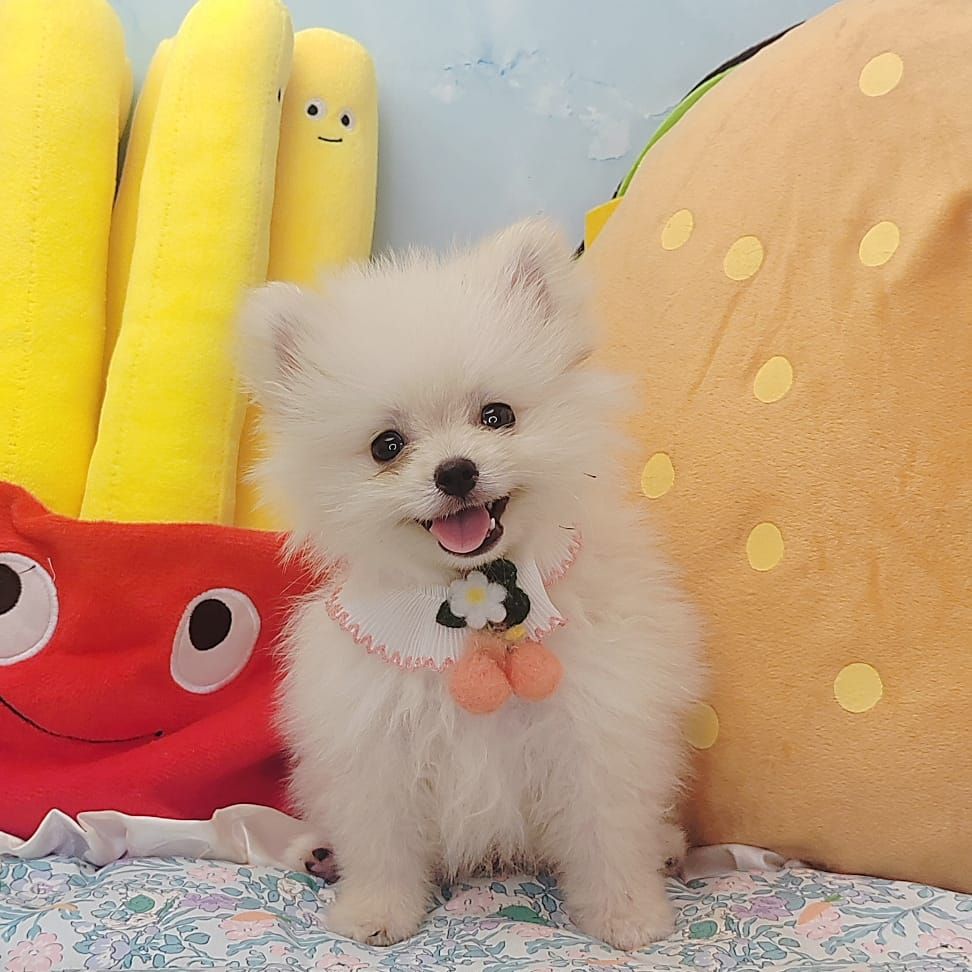 Pomeranian 博美