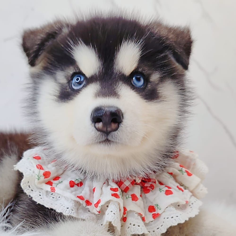 Wooly Husky 哈士奇