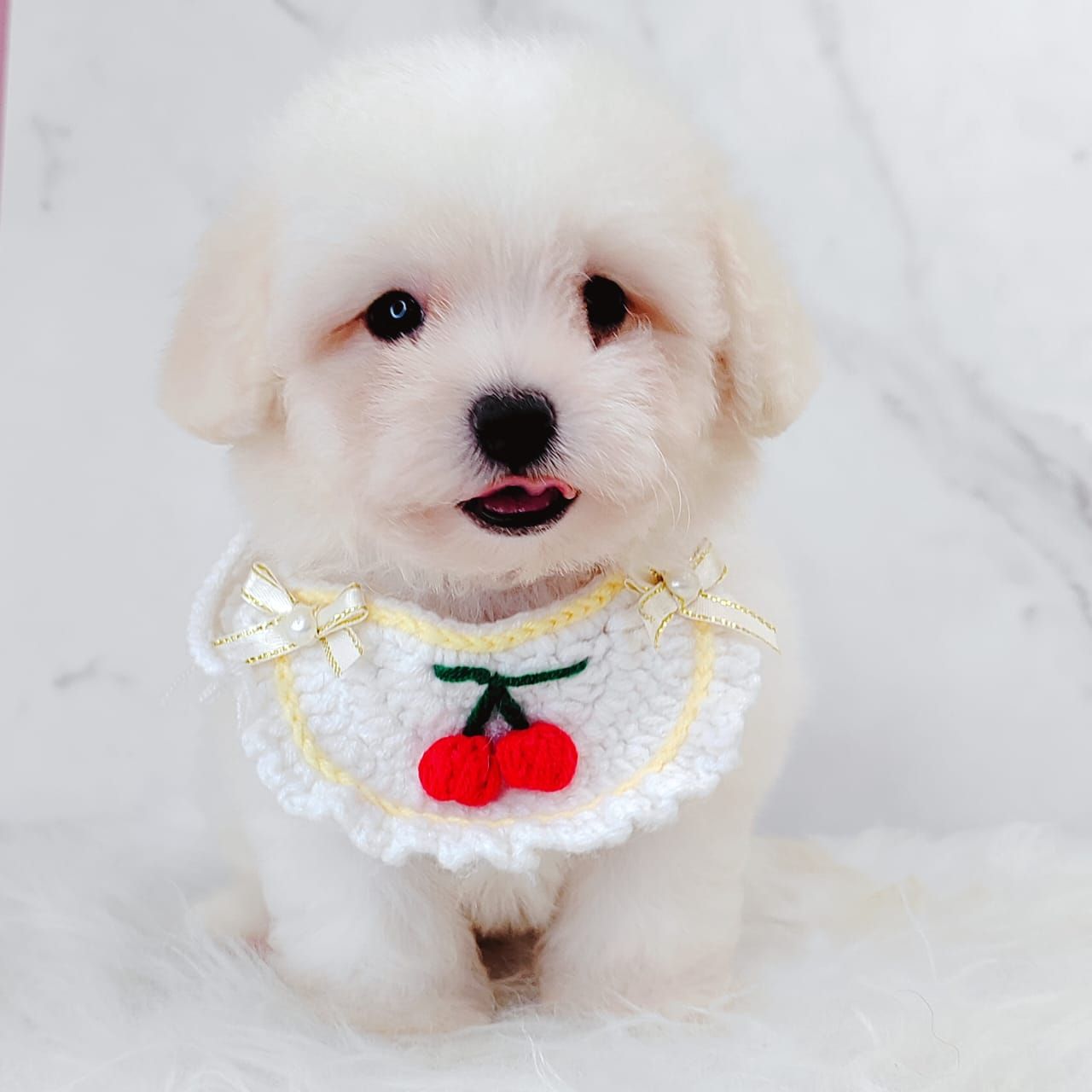 Bichonpoo 泰迪熊