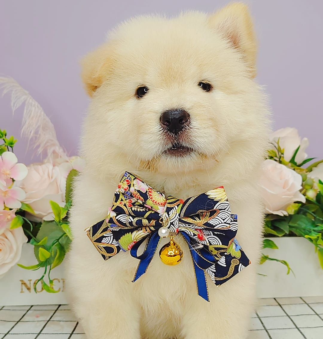  Chow Chow 松狮犬