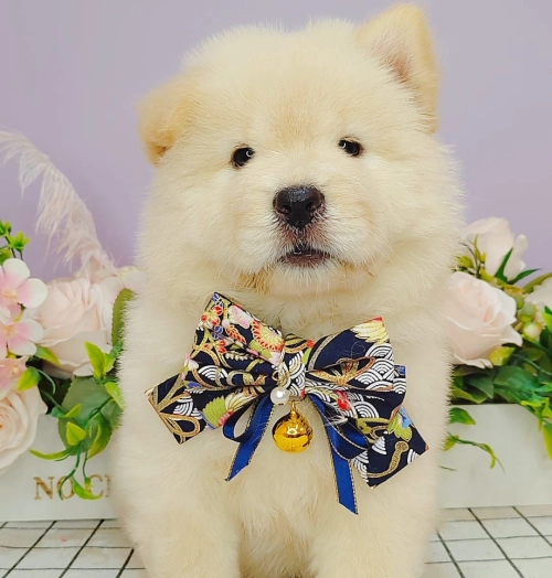  Chow Chow 松狮犬 - FURGATHER DESTINY PET HOUSE