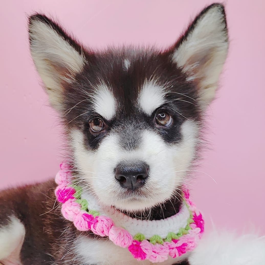 Alaskan Husky 阿拉斯加哈士奇