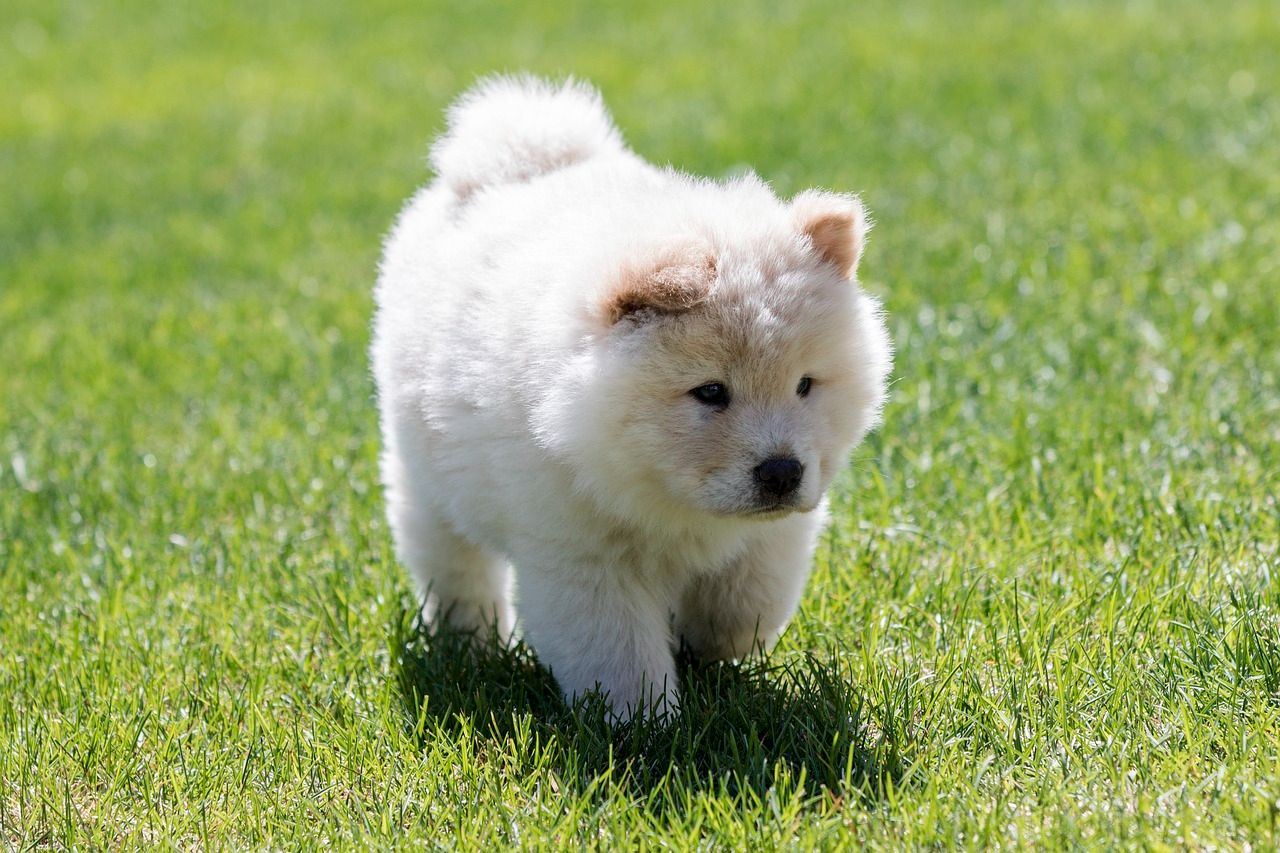 Chow Chow 松狮犬