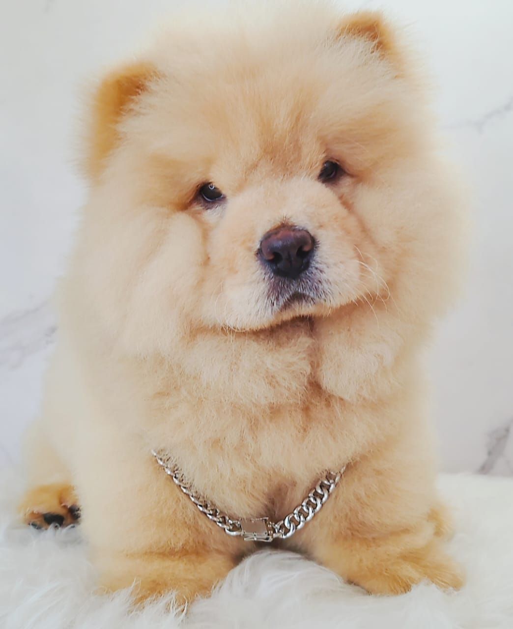 Chow Chow 松狮犬