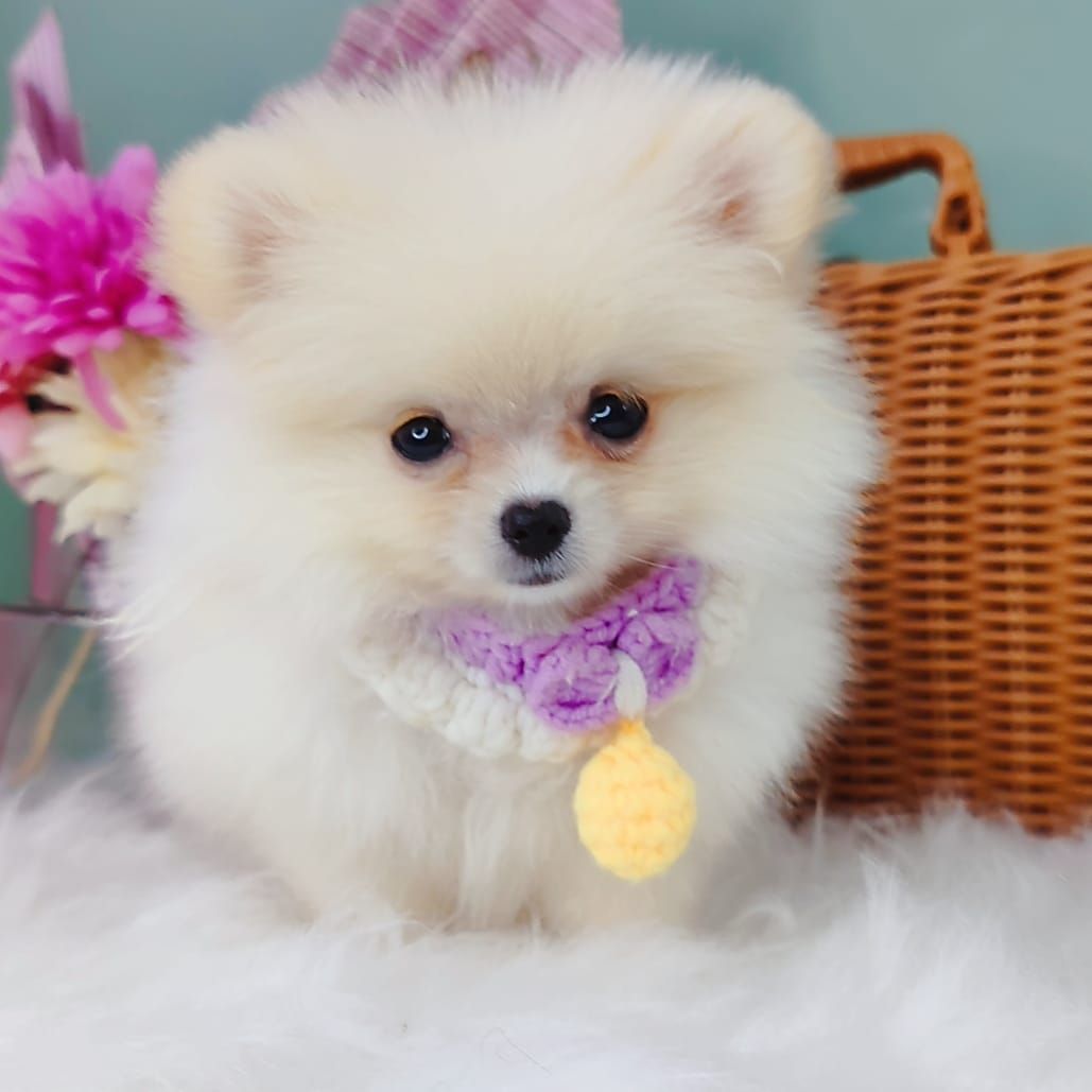 Pomeranian 博美