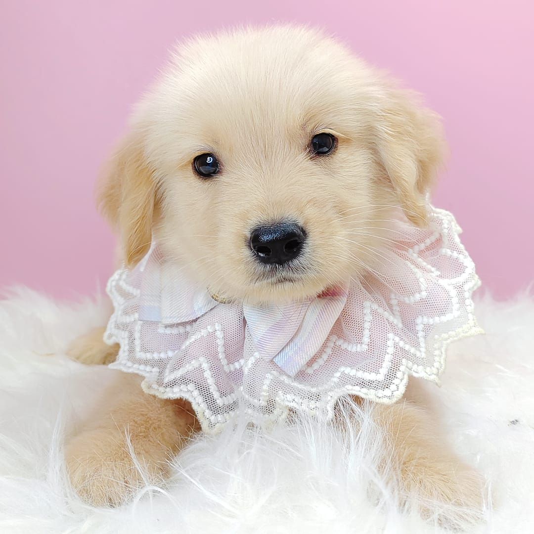 Golden Retriever 黄金猎犬