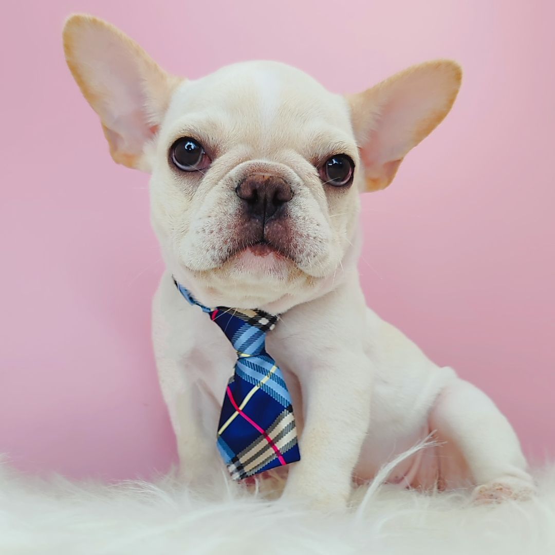 French Bulldog 法斗
