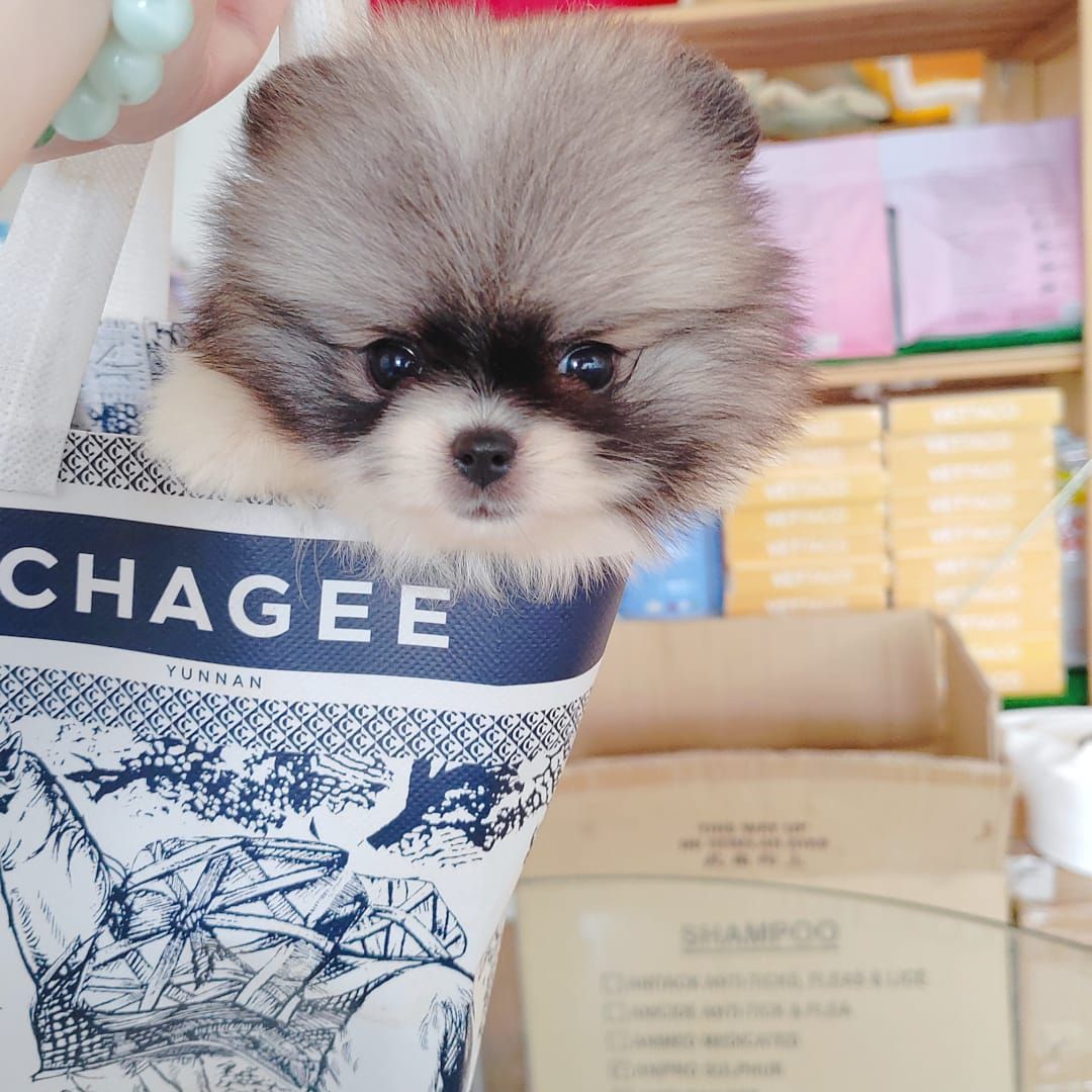 Pomeranian 博美