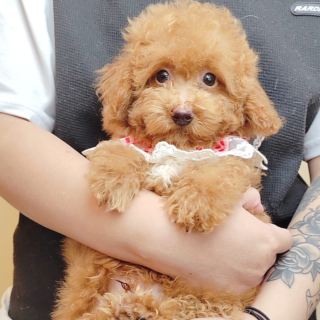 Poodle 娉拌开璐靛