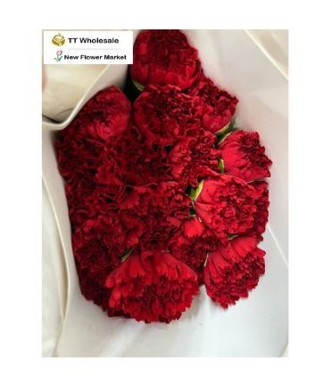 Wholesale Fresh Carnations – Bulk Orders for Florists & Events