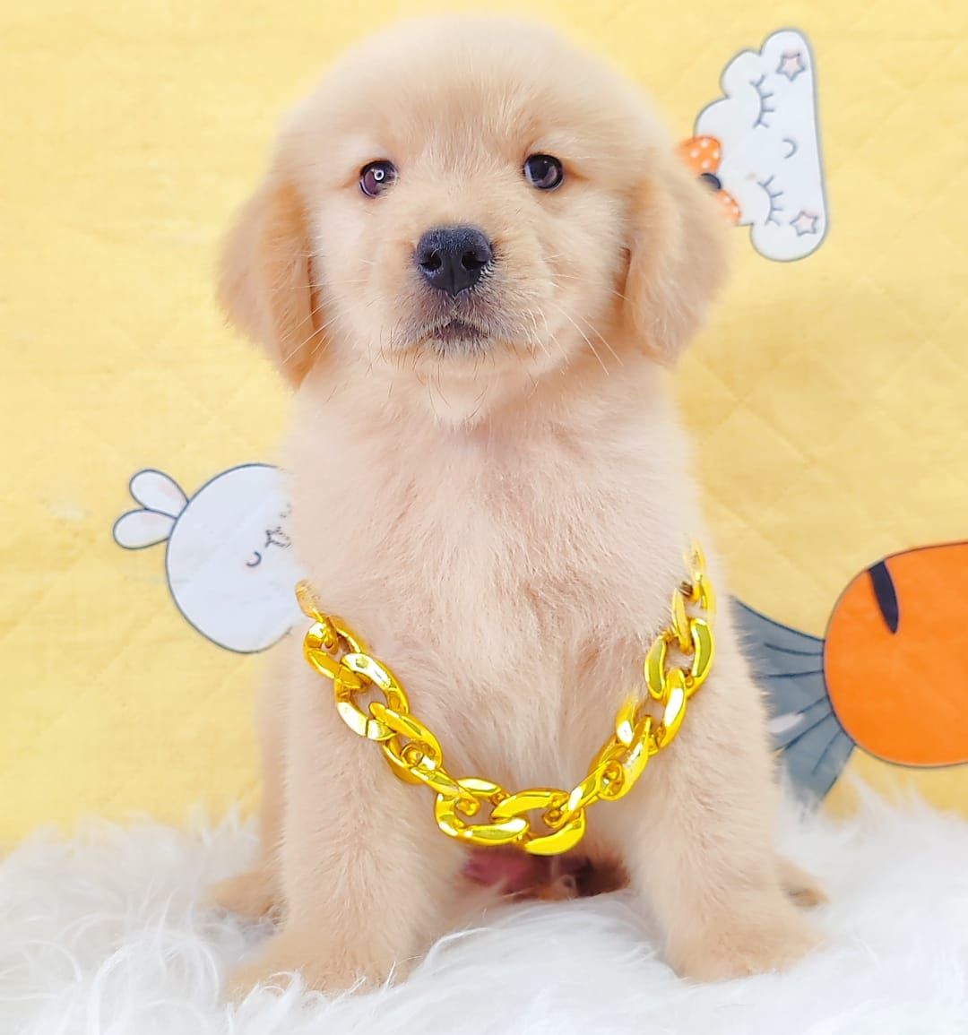 Golden Retriever 黄金猎犬