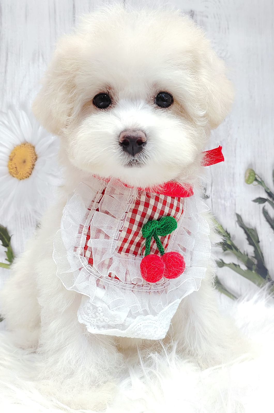 Maltipoo 马尔泰迪