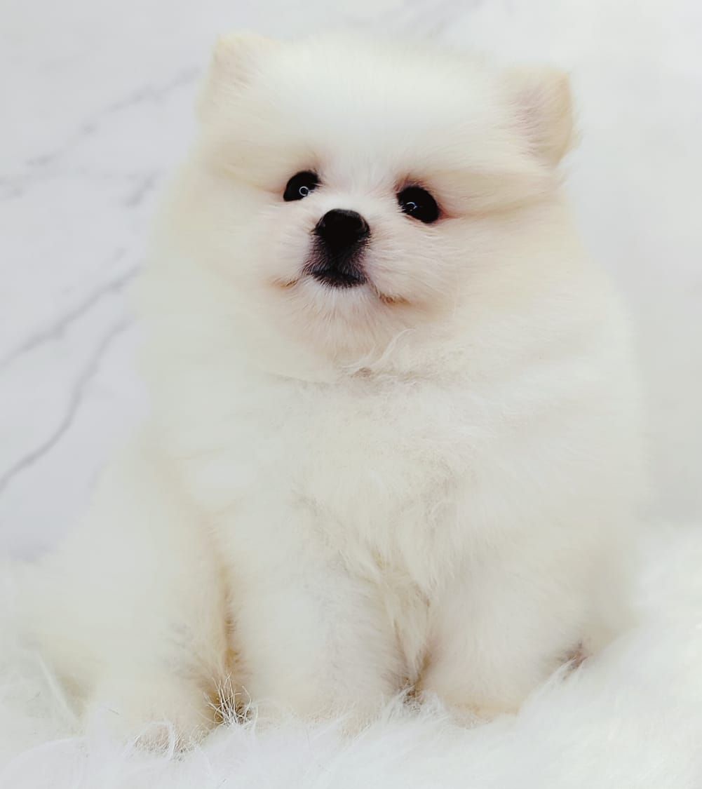 Pomeranian 博美