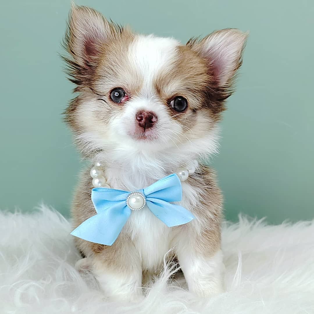 Chihuahua 吉娃娃
