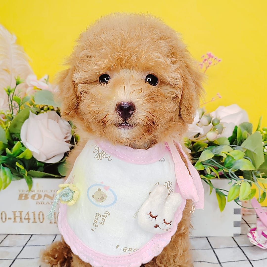 Poodle 娉拌开璐靛