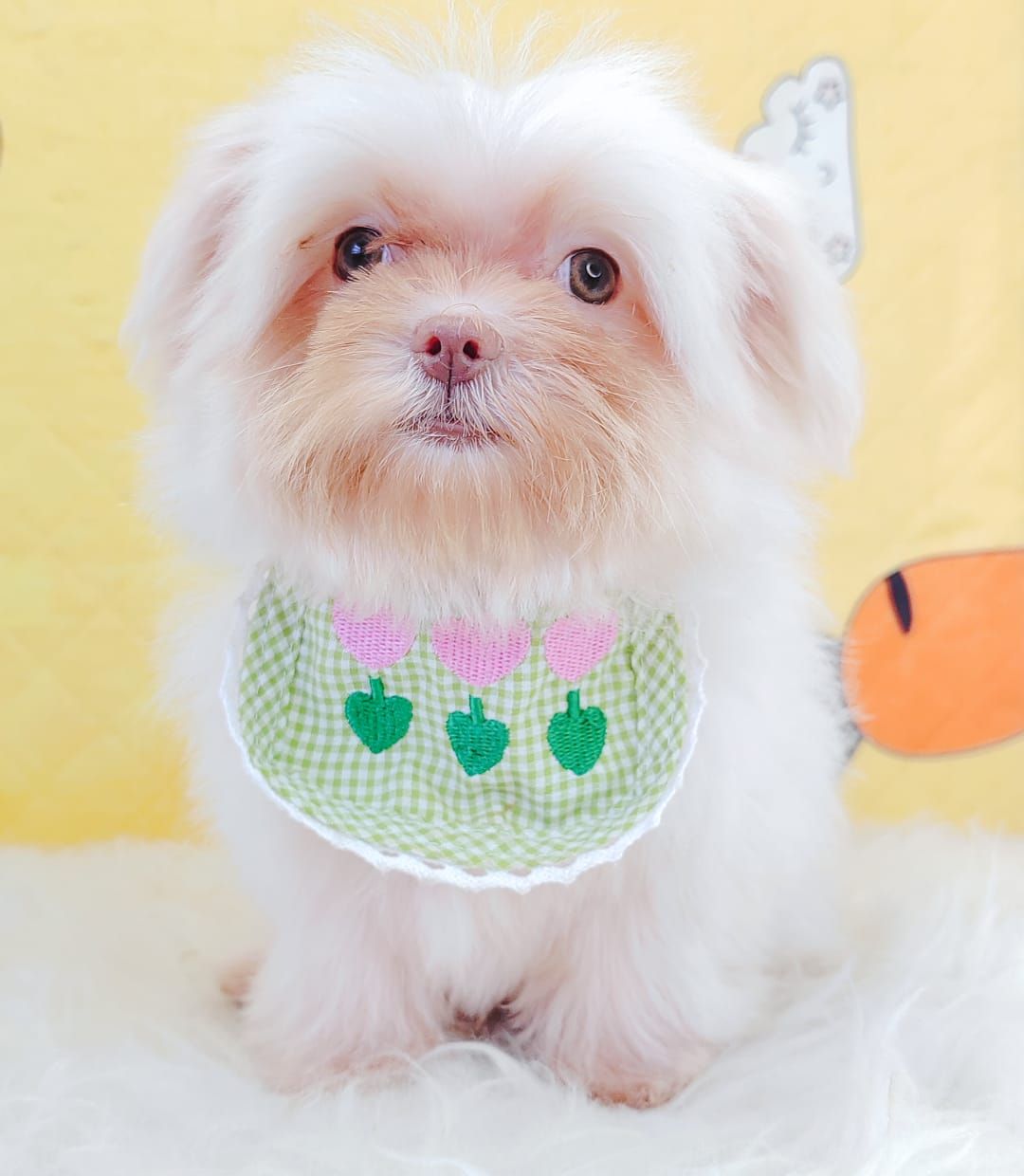 Maltese 马尔济斯