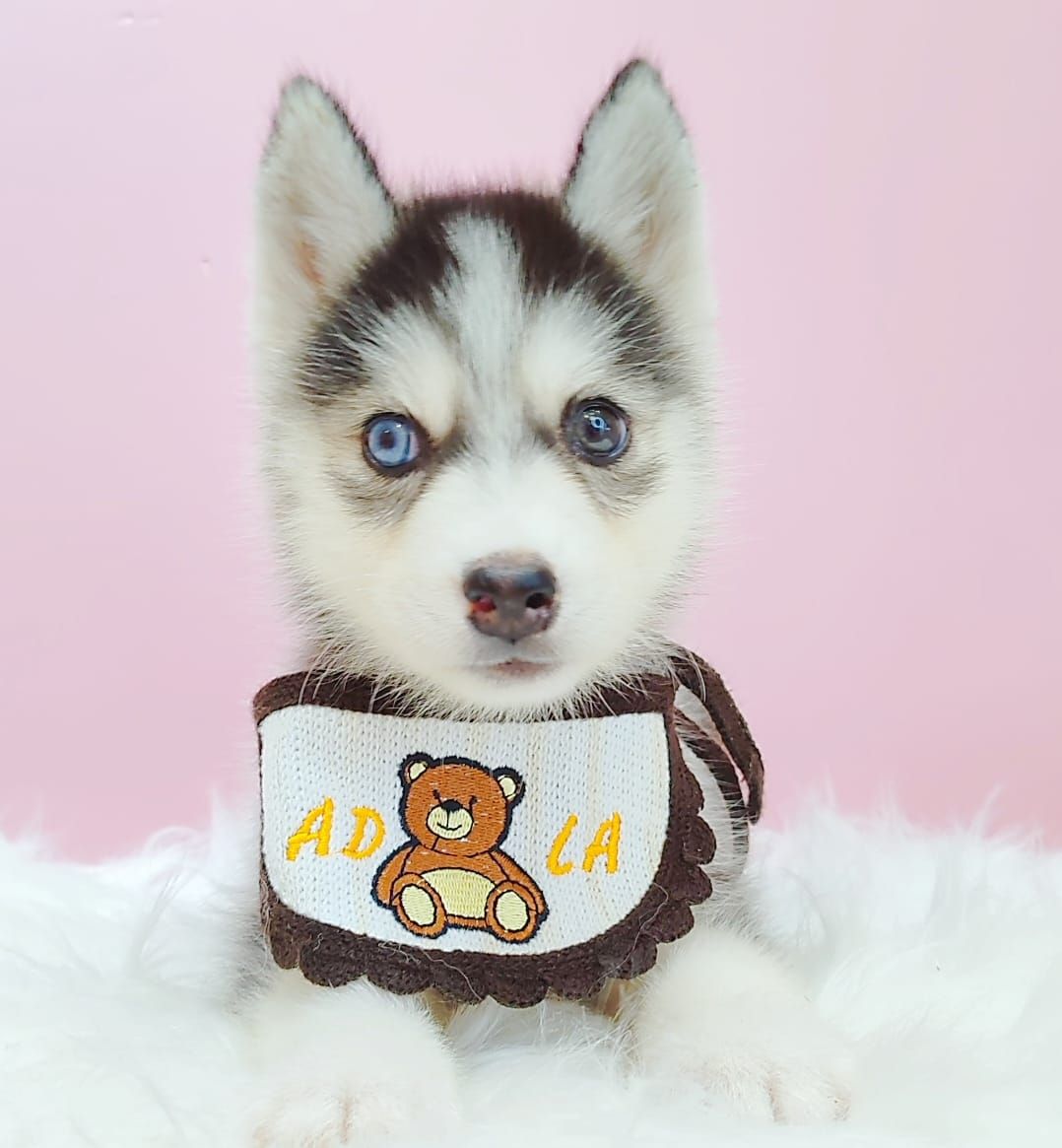 Pomsky 博士奇