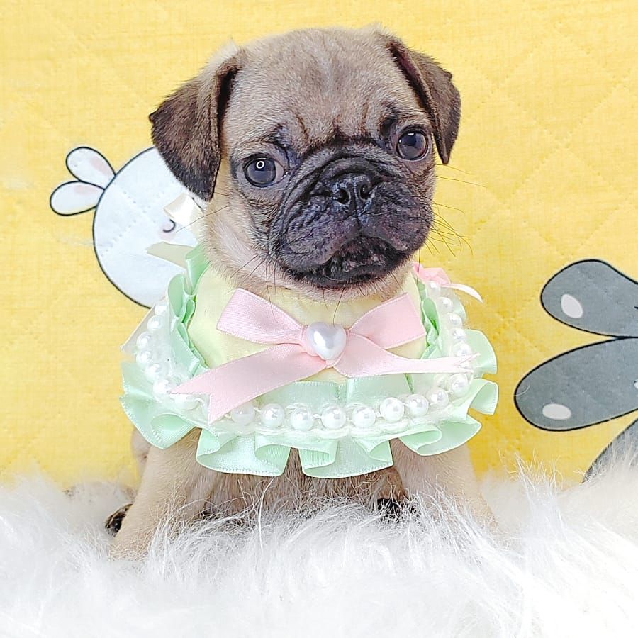 Pug 巴哥