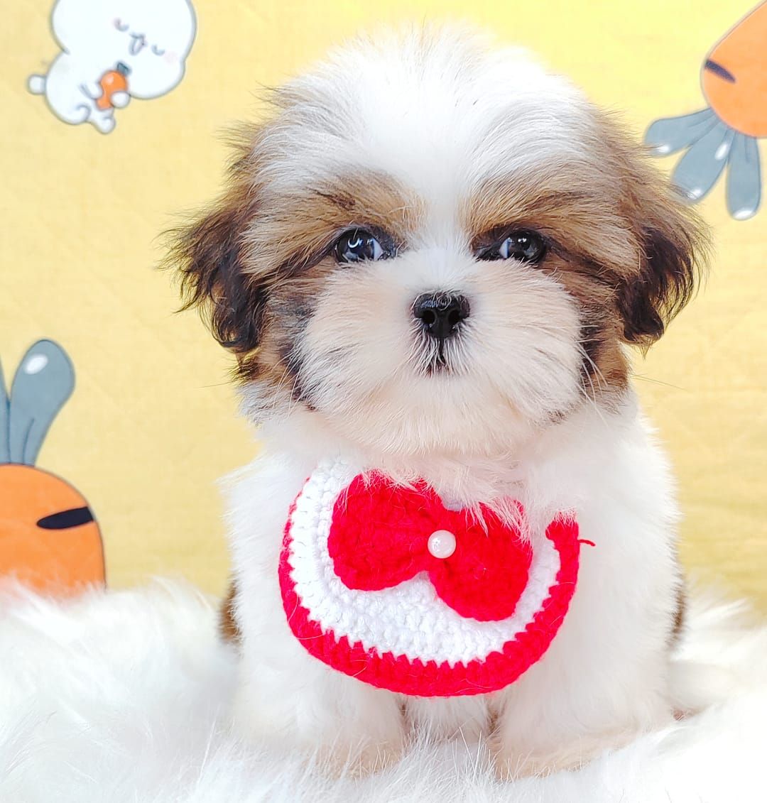 Shih Tzu 西施