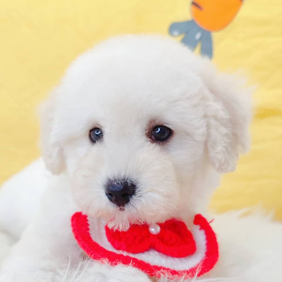 Poodle 娉拌开璐靛