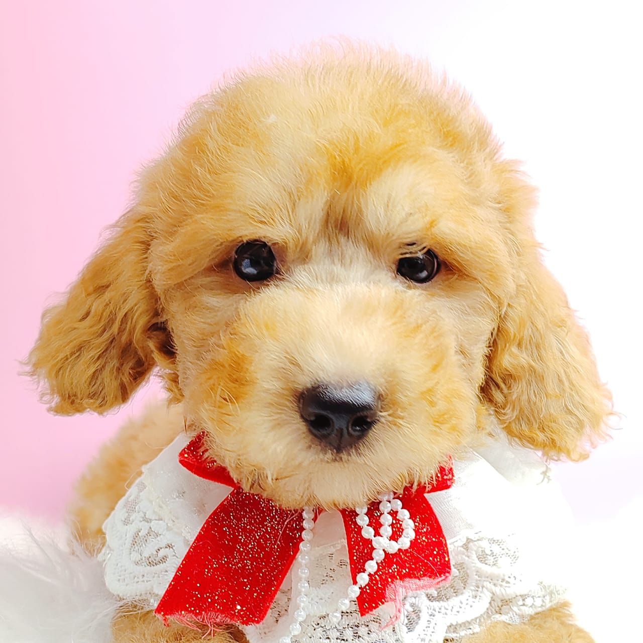 Poodle 娉拌开璐靛