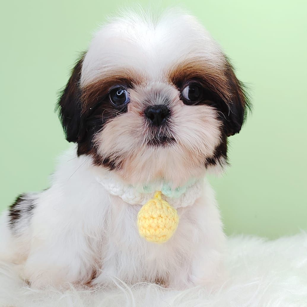 Shih Tzu 西施