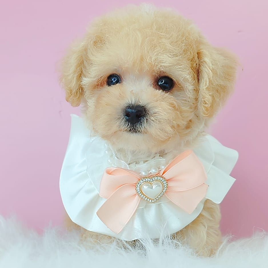 Poodle 娉拌开璐靛