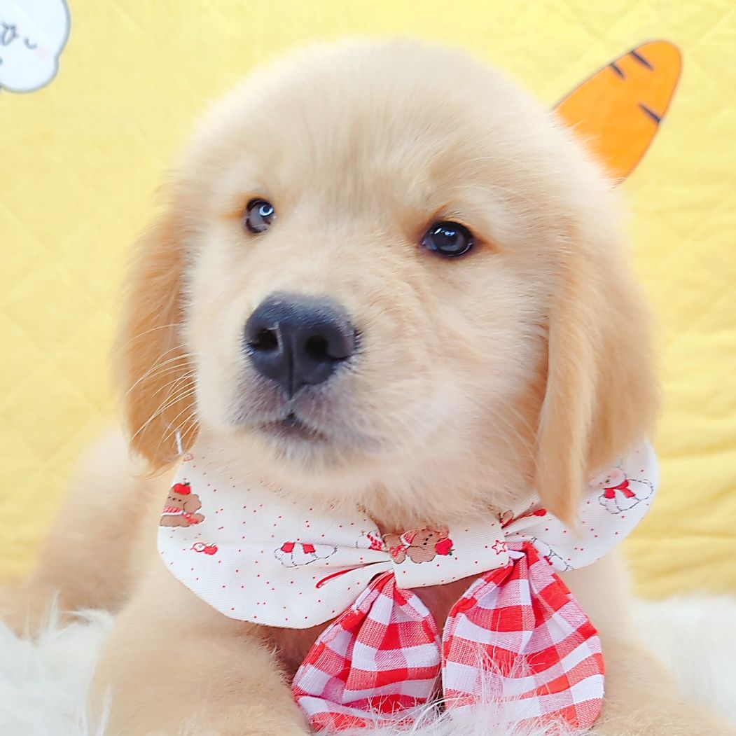 Golden Retriever 黄金猎犬