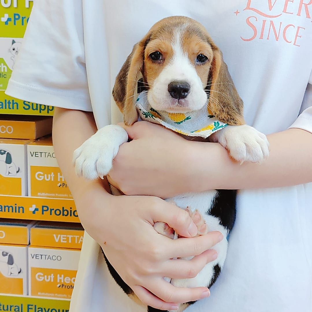 Beagle 米格鲁
