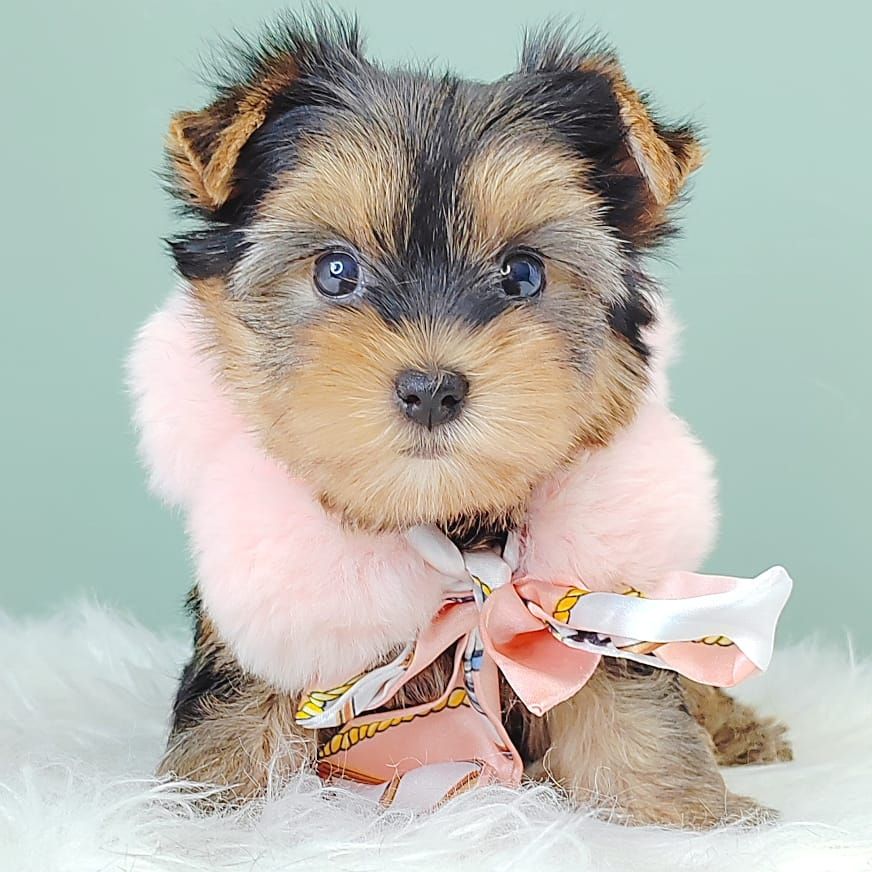 Yorkshire Terrier 约克夏
