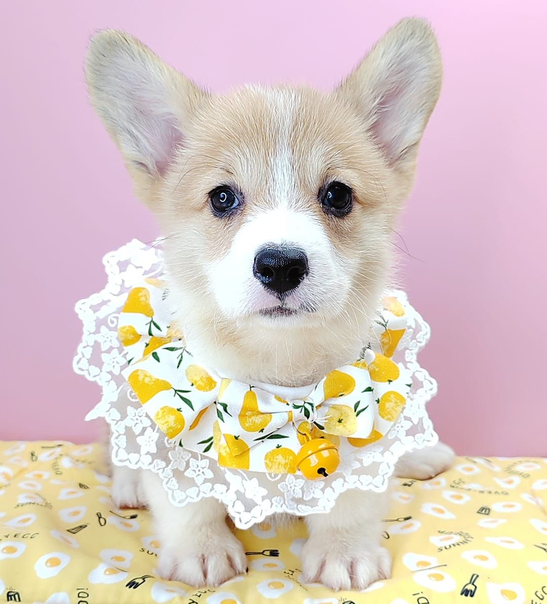 Welsh Corgi 柯基