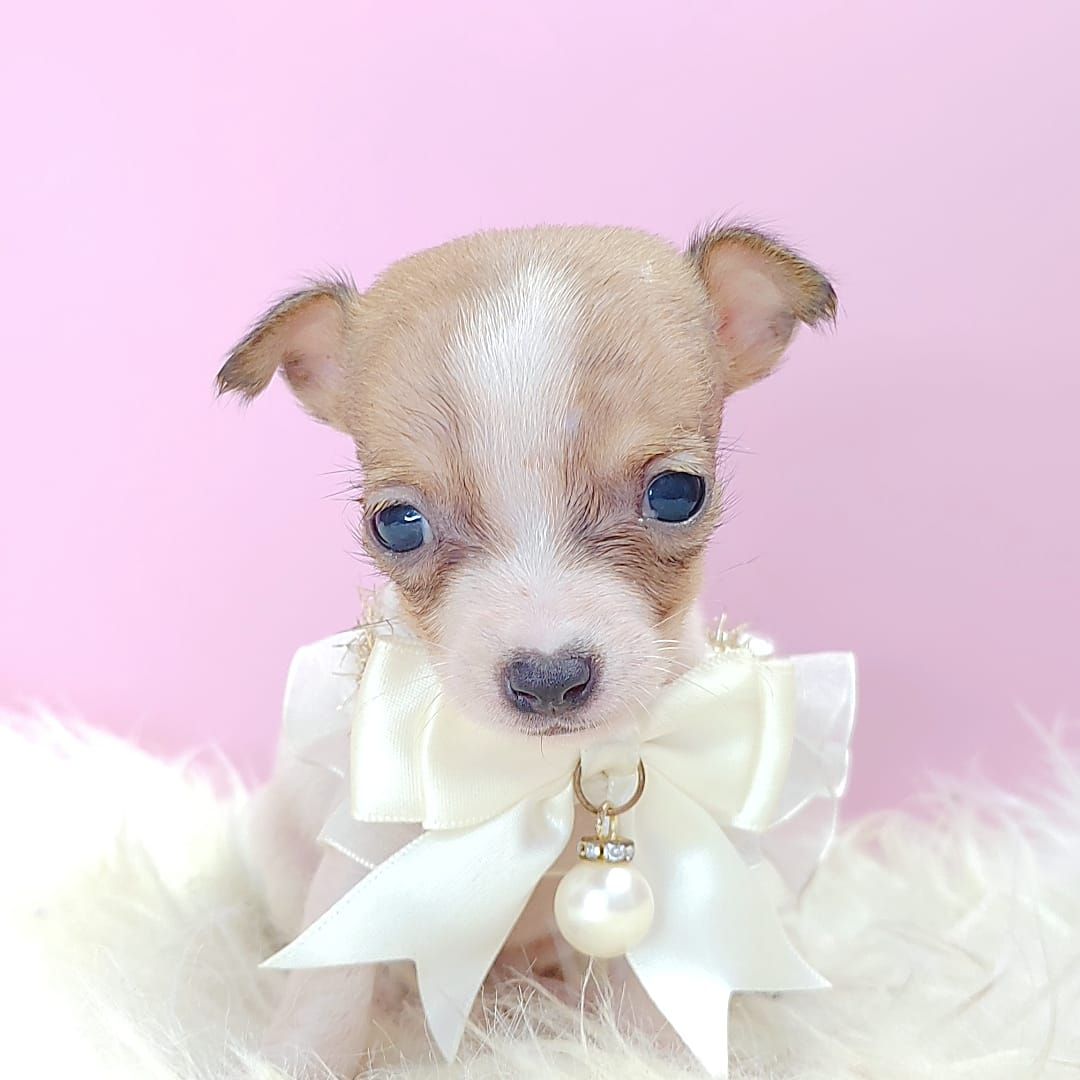 Jack Russell Terrier 杰克罗素梗