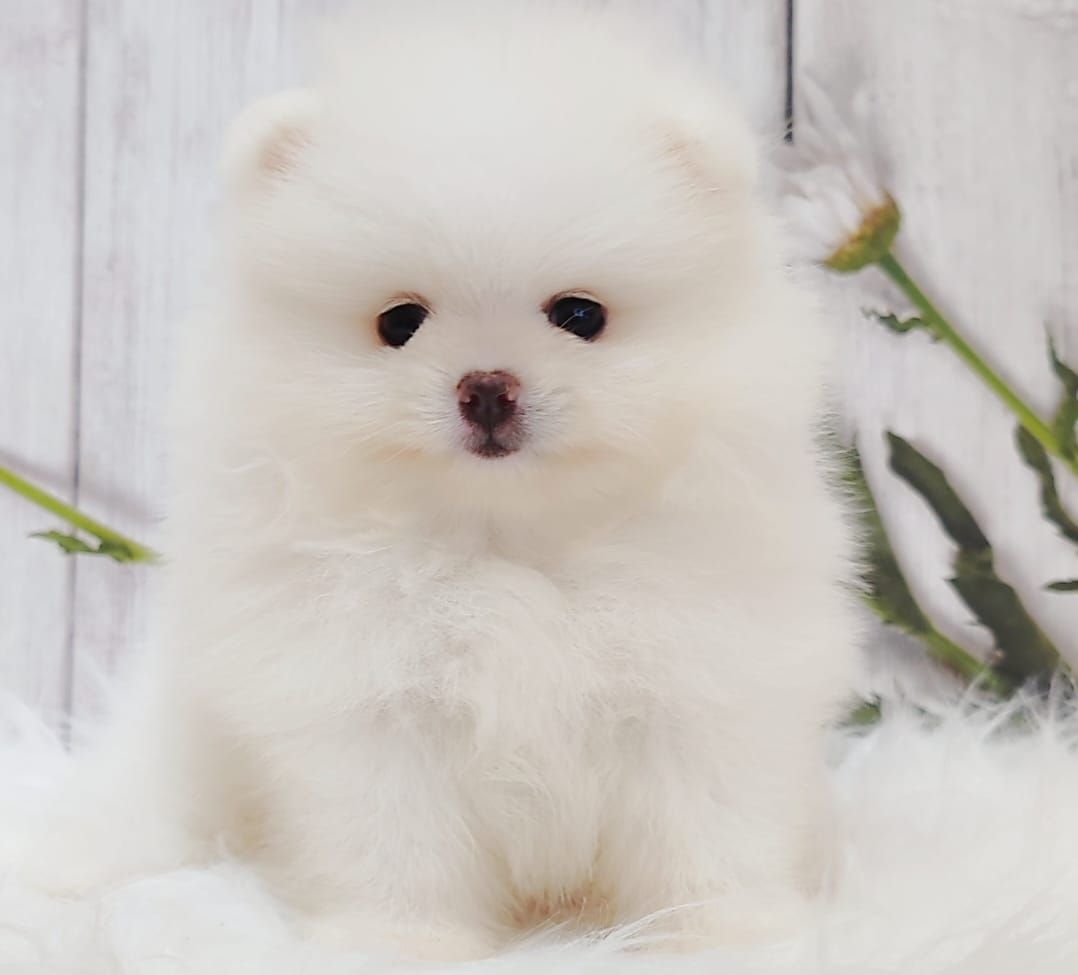 Pomeranian 博美